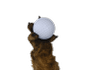 gopher-glove